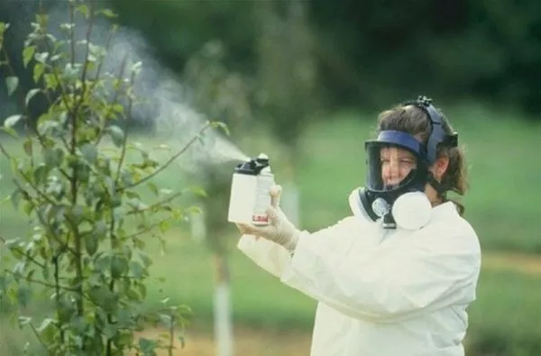 Вишневая муха: сроки и правила обработки эффективными средствами и химическими препаратами