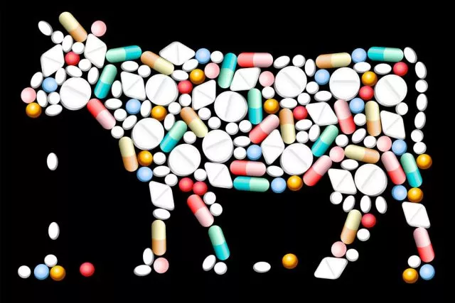 Витамины для коров до и после отела