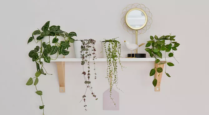 Вьющиеся комнатные растения – фото с названиями