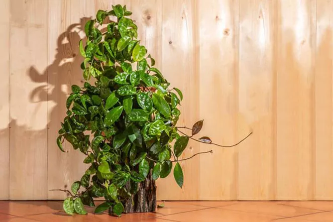 Вьющиеся комнатные растения – фото с названиями