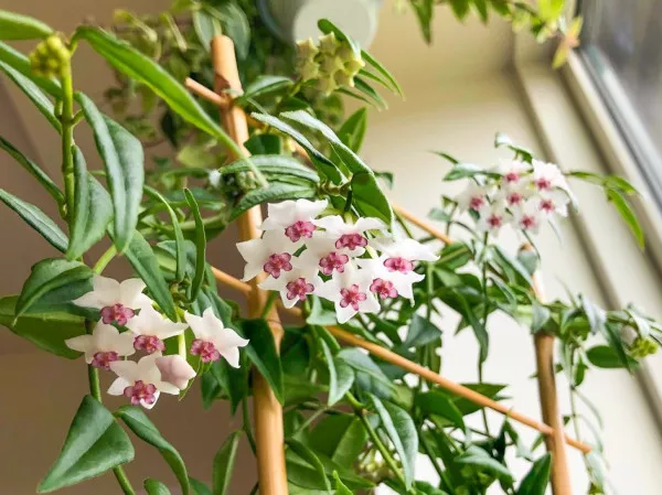 Вьющиеся растения для дома быстрорастущие многолетники фото, названия