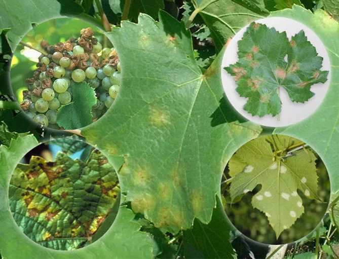 Вредители и болезни винограда: фото и описание, чем лечить, методы борьбы