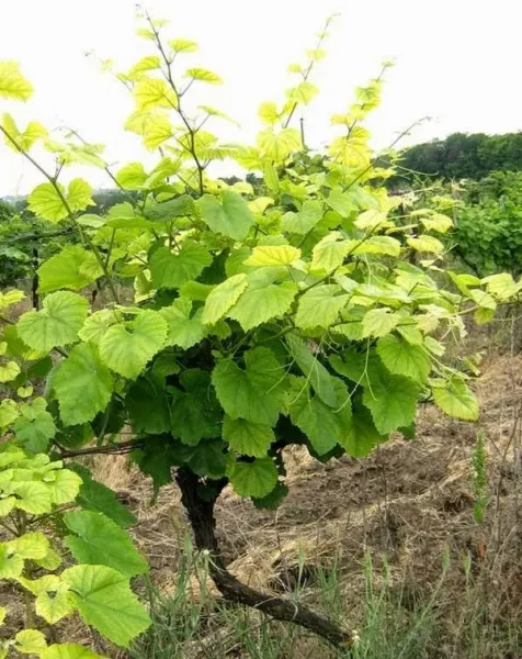 Вредители и болезни винограда: фото и описание, чем лечить, методы борьбы