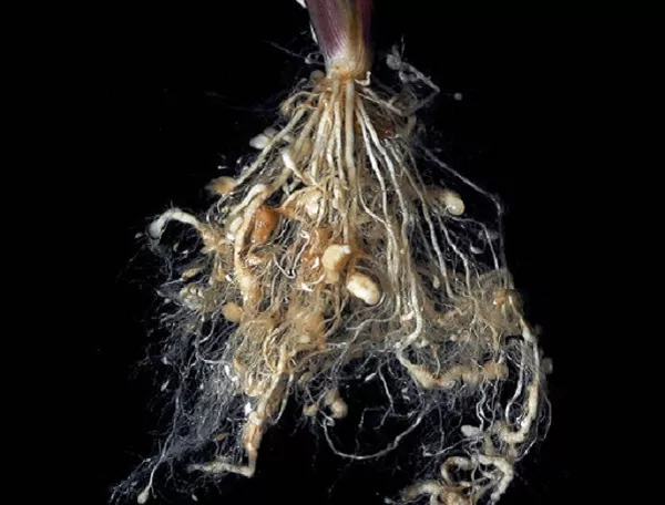 Вредители комнатных растений: тли, паутинные клещи, трипсы, черви, методы борьбы