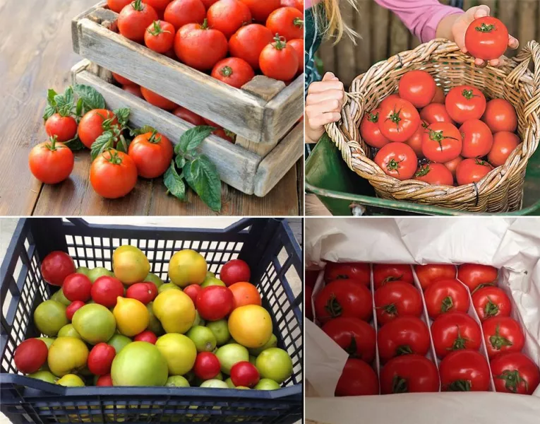 Все о выращивании томатов в теплице