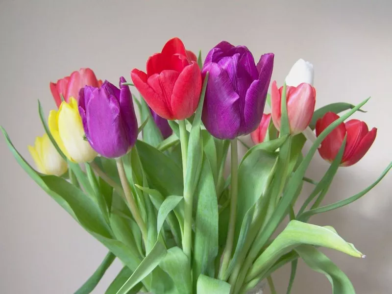 Выгонка тюльпанов в домашних условиях