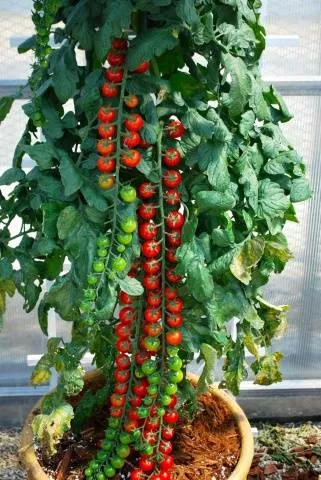 Выращивание ампельных томатов на окне