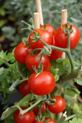 Выращивание ампельных томатов на окне