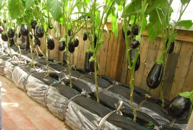 Выращивание баклажанов в теплице из поликарбоната