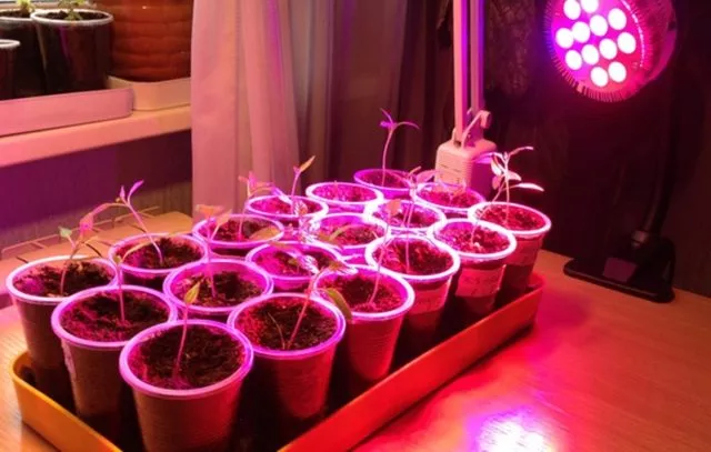 Выращивание базилика из семян в домашних условиях