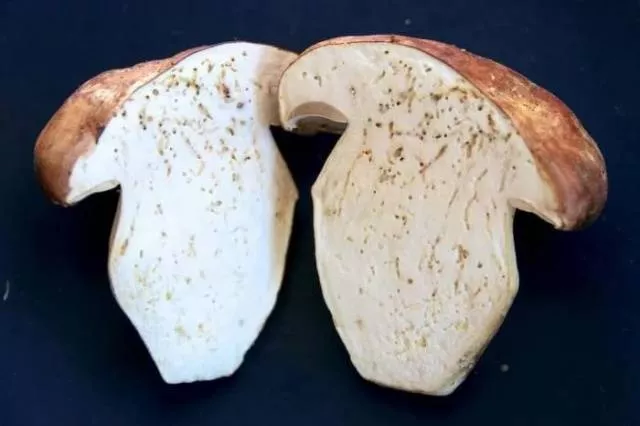 Выращивание белых грибов с мицелием