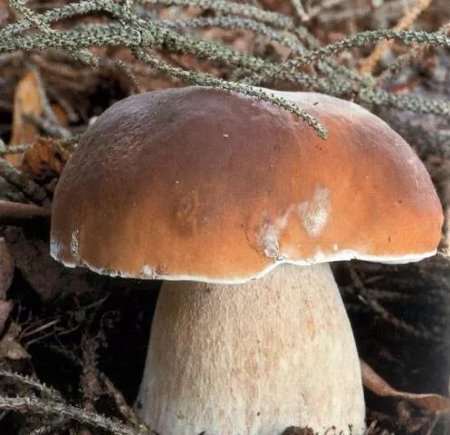Выращивание белых грибов с мицелием