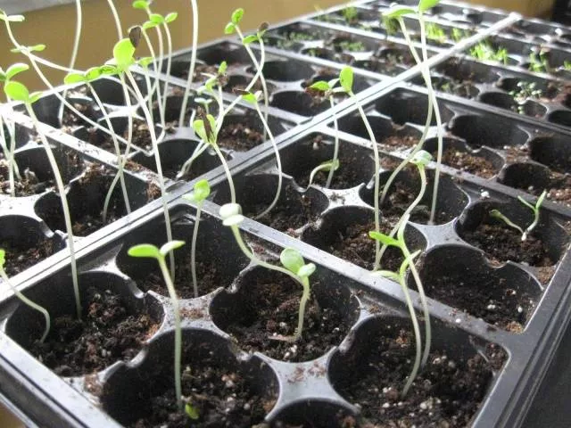 Выращивание циннии из семян в домашних условиях