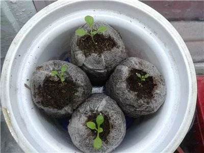 Выращивание циннии из семян в домашних условиях