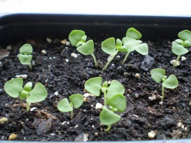 Выращивание душицы (душицы) из семян в домашних условиях