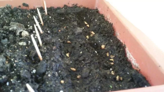 Выращивание граната дома в горшке
