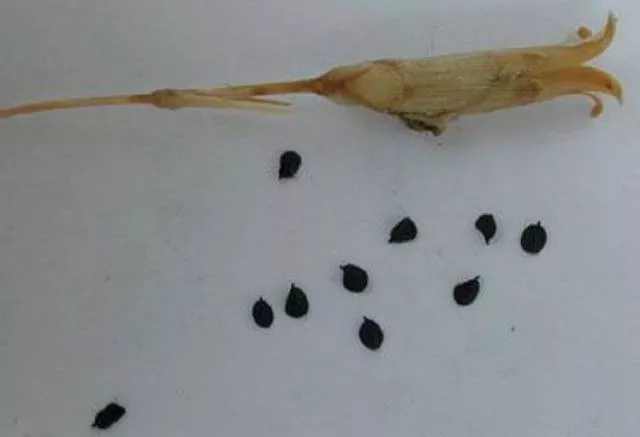 Выращивание гвоздики Шабо из семян в домашних условиях