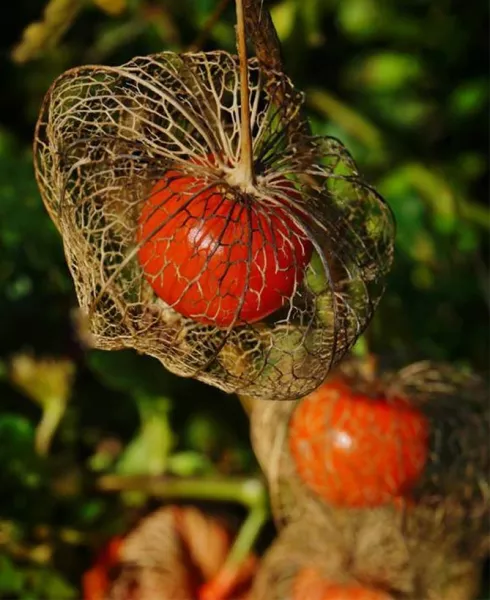 Выращивание и уход за овощами физалис, земляника (ананас), декоративная
