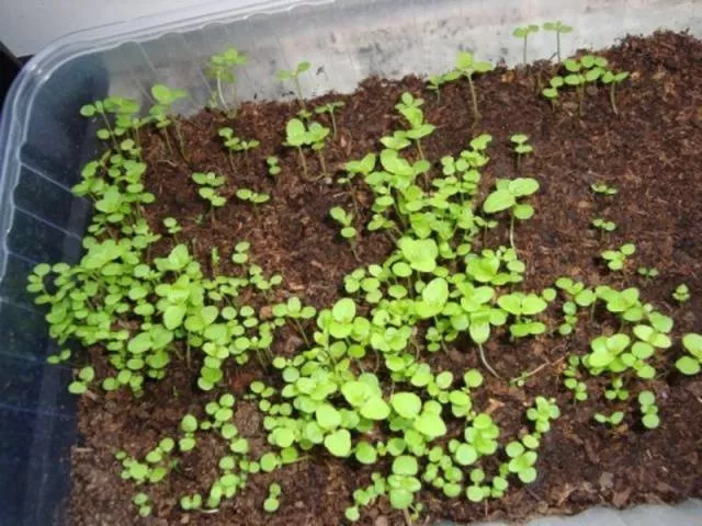 Выращивание агератума из семян голубой норки