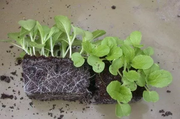 Выращивание агератума из семян голубой норки