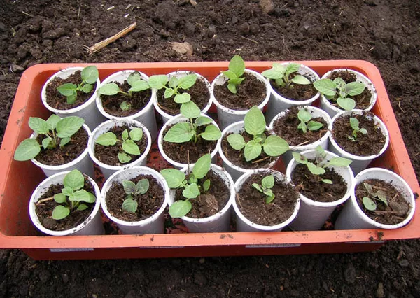 Выращивание картофеля из семян в домашних условиях + 6 способов и 6 сортов с фото