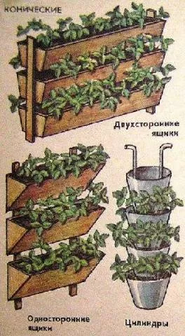 Выращивание клубников в ящиках над землей