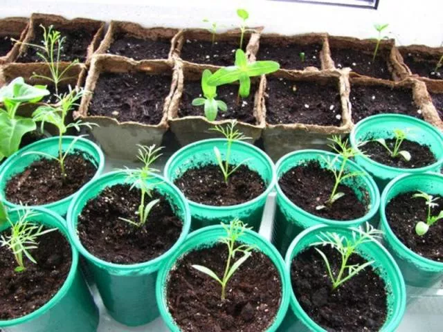 Выращивание космеи из семян в домашних условиях