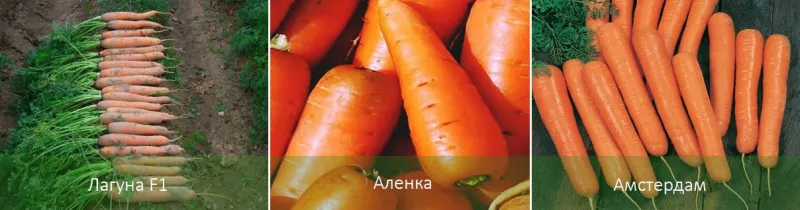 Выращивание моркови на открытом воздухе