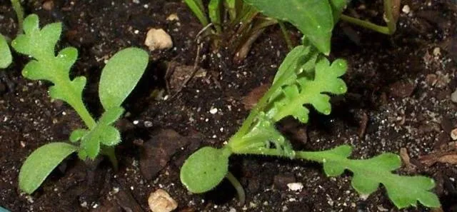 Выращивание немофилы из семян, когда сажать