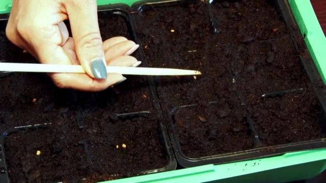 Выращивание стружки (аубреции) из семян: когда сажать на рассаду