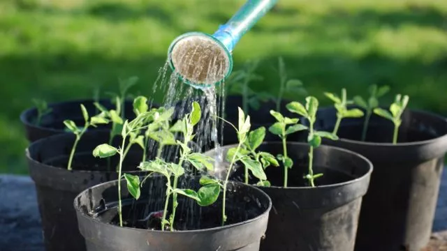 Выращивание стружки (аубреции) из семян: когда сажать на рассаду