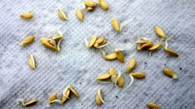Выращивание огурцов в отапливаемой теплице зимой