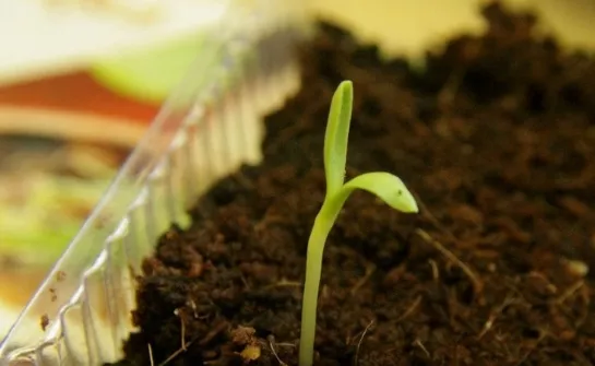 Выращивание остеоспермума из семян в домашних условиях