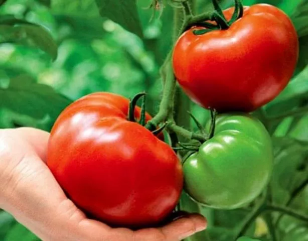 Выращивание томатов в теплице