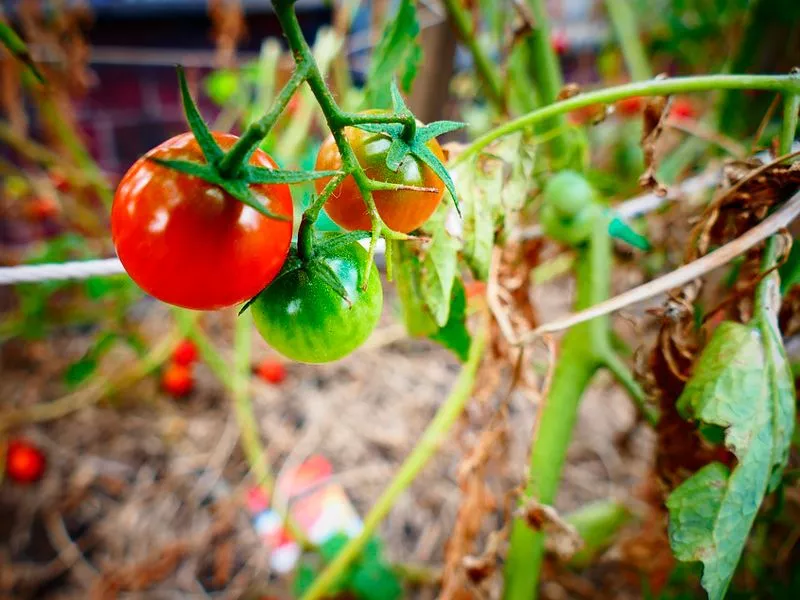 Выращивание томатов вверх ногами