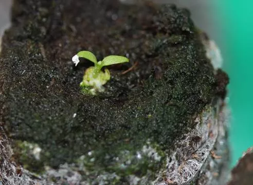 Выращивание рассады эустомы из семян