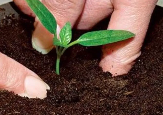 Выращивание рассады перца – когда сеять, пикировка, уход за растениями