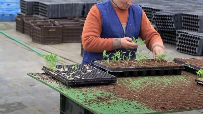 Выращивание рассады перца – когда сеять, пикировка, уход за растениями
