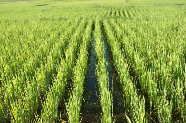 Выращивание риса в России. Основные регионы, ведущие районы