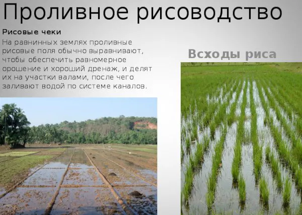 Выращивание риса в России. Основные регионы, ведущие районы