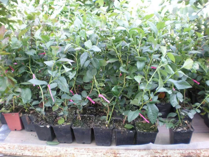 Выращивание садовой голубики на даче: правильная посадка, уход