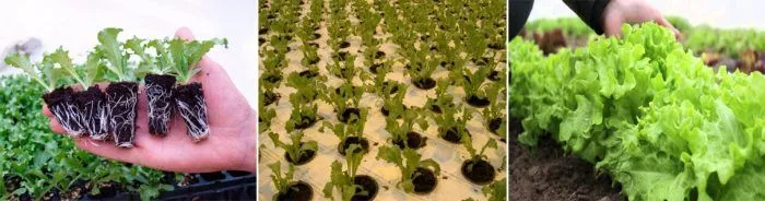 Выращивание латука (латука) в разных условиях
