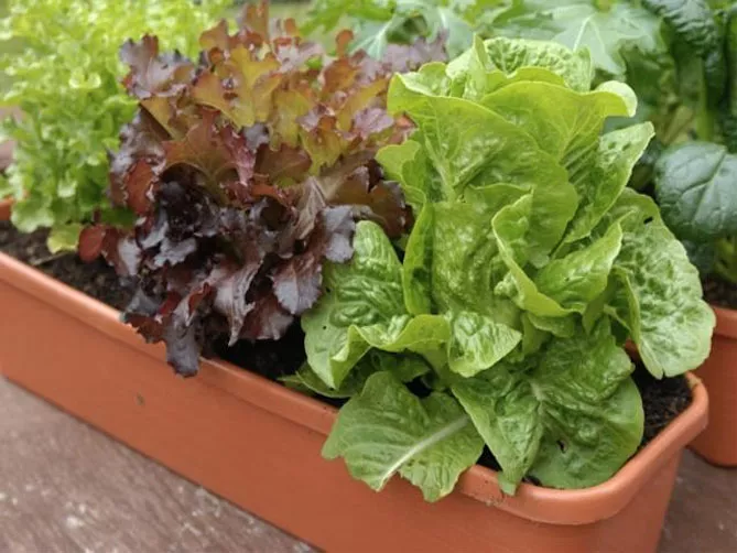 Салат растет на подоконнике дома