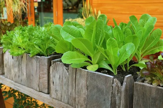 Салат растет на подоконнике дома