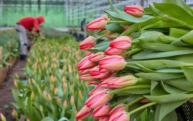 Выращивание тюльпанов в теплице как бизнес