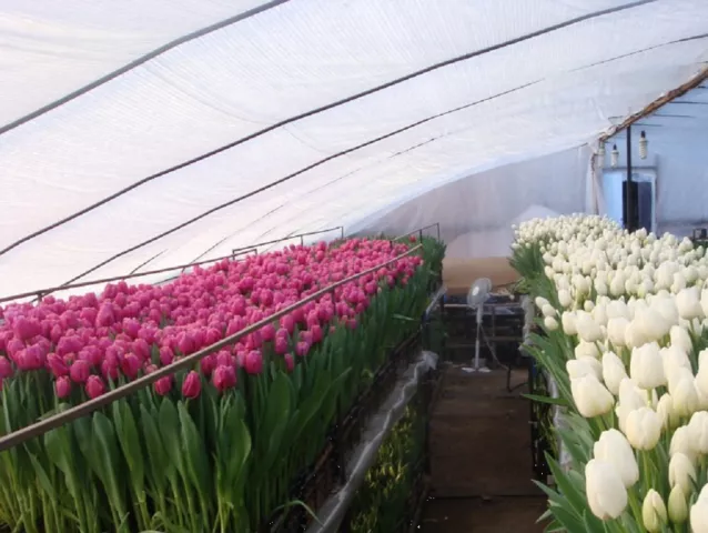 Выращивание тюльпанов в теплице как бизнес
