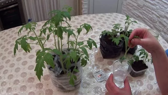 Выращивание томатов по китайской технологии