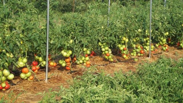 Выращивание томатов в открытом грунте и в теплице в Подмосковье
