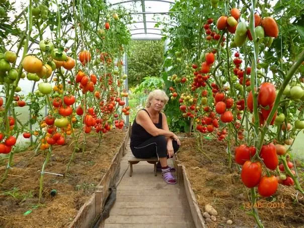 Выращивание томатов в открытом грунте и в теплице в Подмосковье