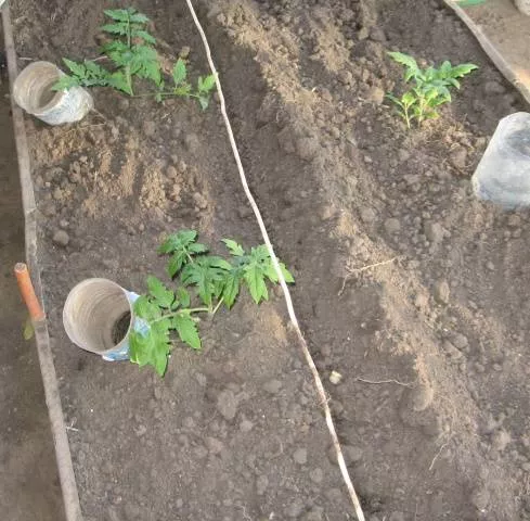 Выращивание томатов в Сибири